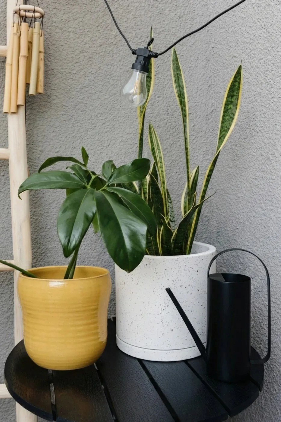 стая от Bonami 