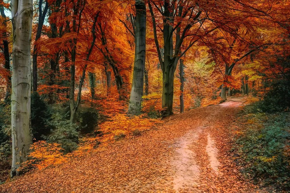 Фототапет – Гора през есента