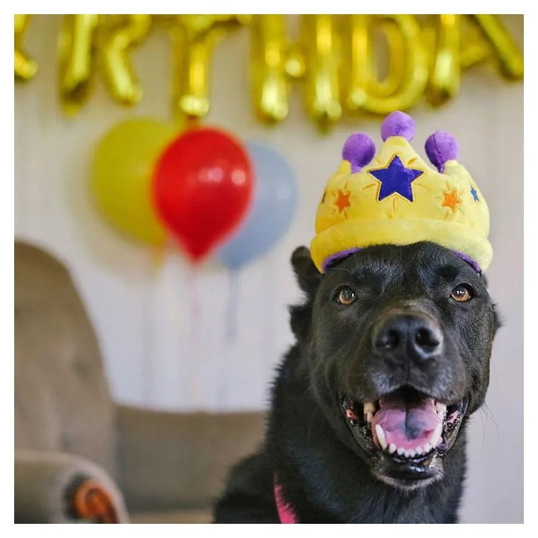 Играчка за куче Royal Crown - P.L.A.Y.