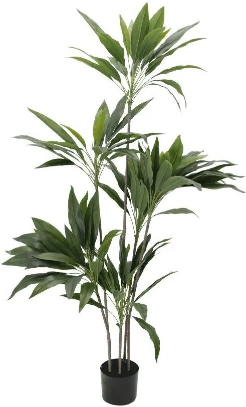 Декоративно растение Velvet Tree в саксия-120