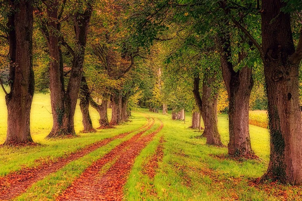 Самозалепващ фототапет – Пътека през есенна гора