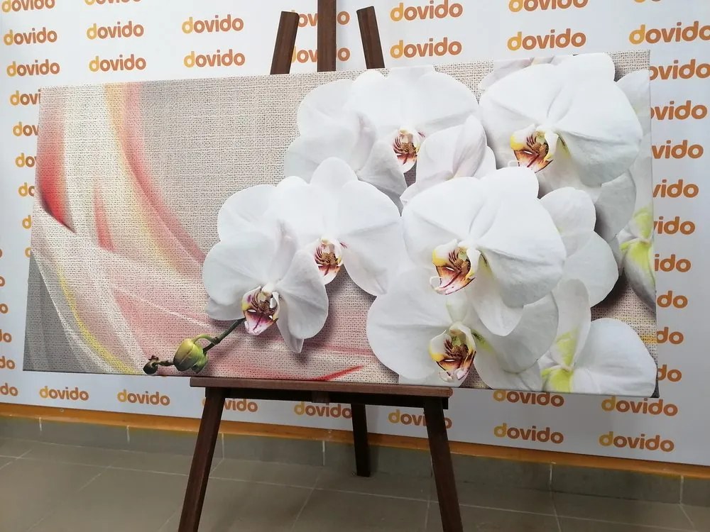 Картина на платно – Бяла орхидея на платно