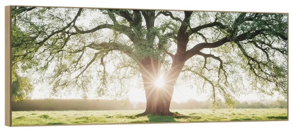 Картина 150x60 cm Tree in the Sun – knor