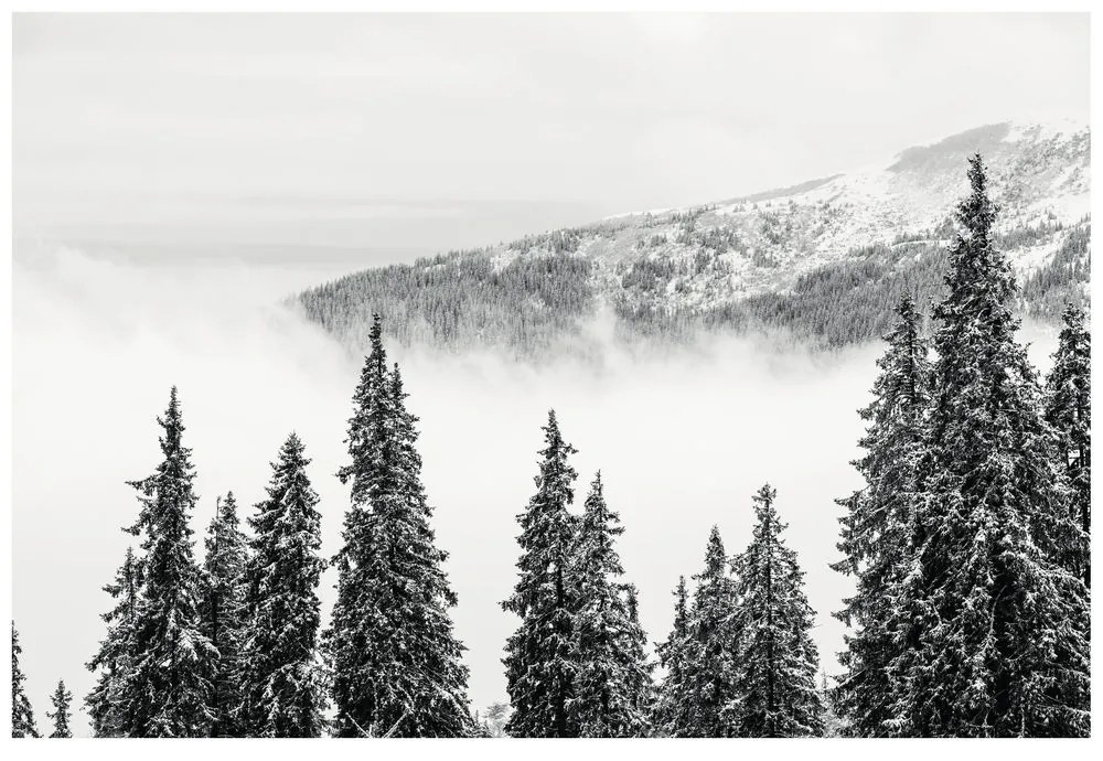 Фототапет – Заснежени черно-бели борови дървета