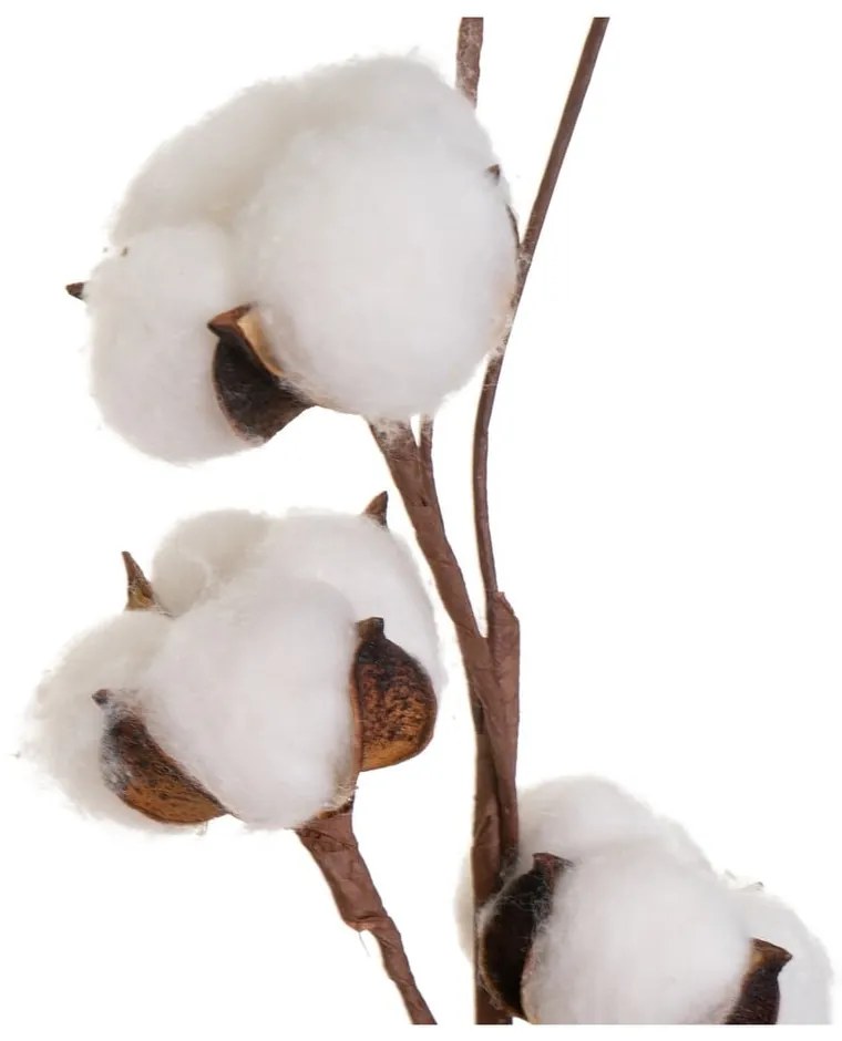 Изсушено растение (височина 55 cm) Cotton – Casa Selección