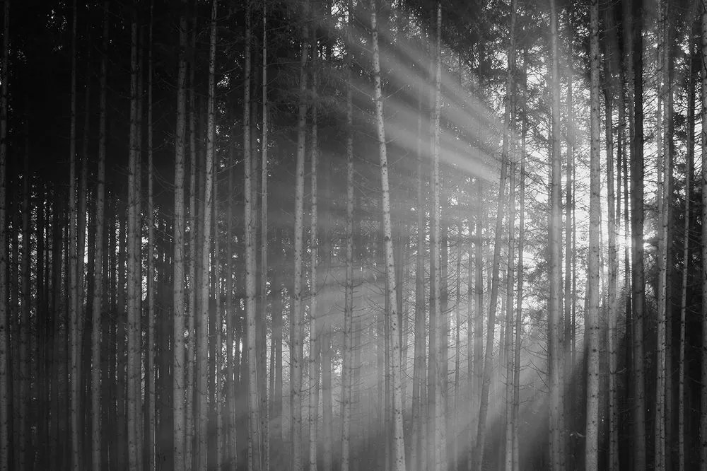 Самозалепващ фототапет – Слънце зад дървета в черно-бяло