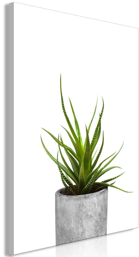 Маса - Haworthia (1 брой) вертикална - 40x60