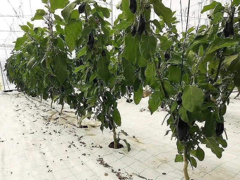 Тъкан против плевели 105 гр. бяла 1.05 х 100м