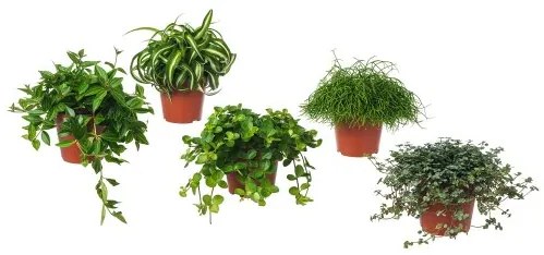 HIMALAYAMIX саксийно растение 602.345.34