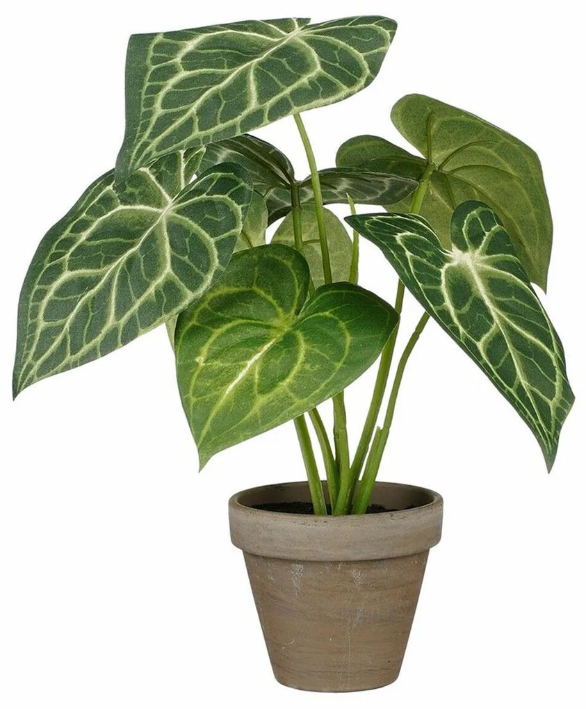 Декоративно Растение Mica Decorations Caladium Ø 21 x 28 cm Изкуствен