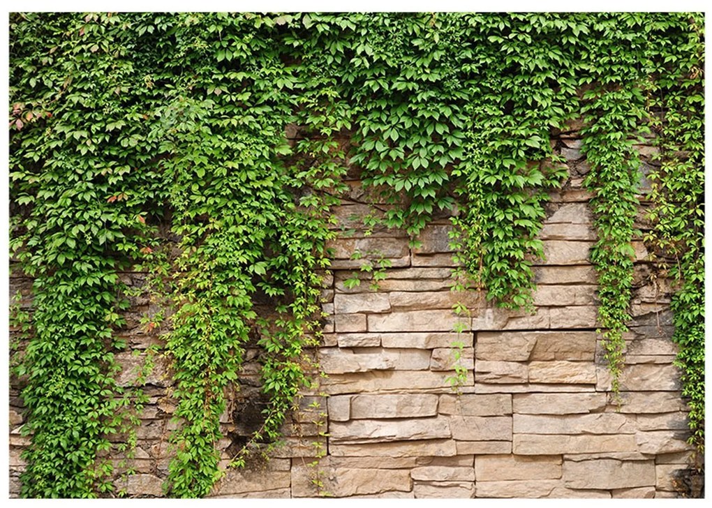 тапети - Ivy wall 100x70