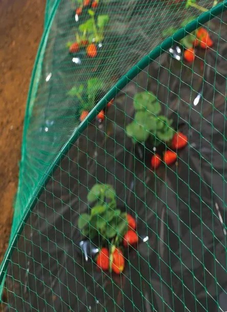 Мрежа за защита от птици Birdnet - Екструдирана 8 х 10 метра