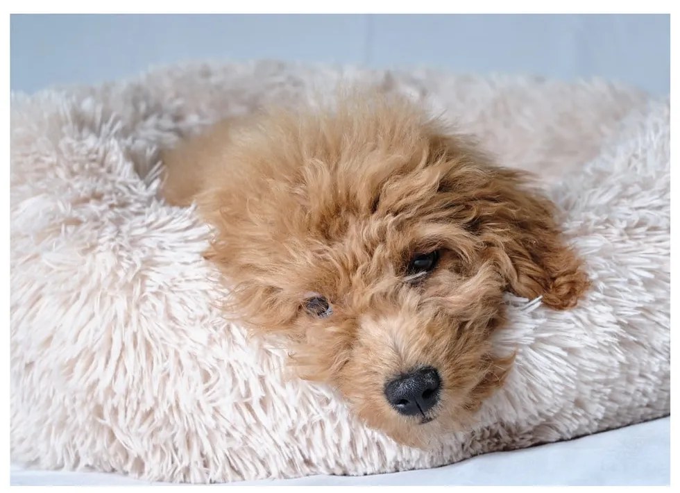 Кремаво легло за куче ø 55 cm – Love Story