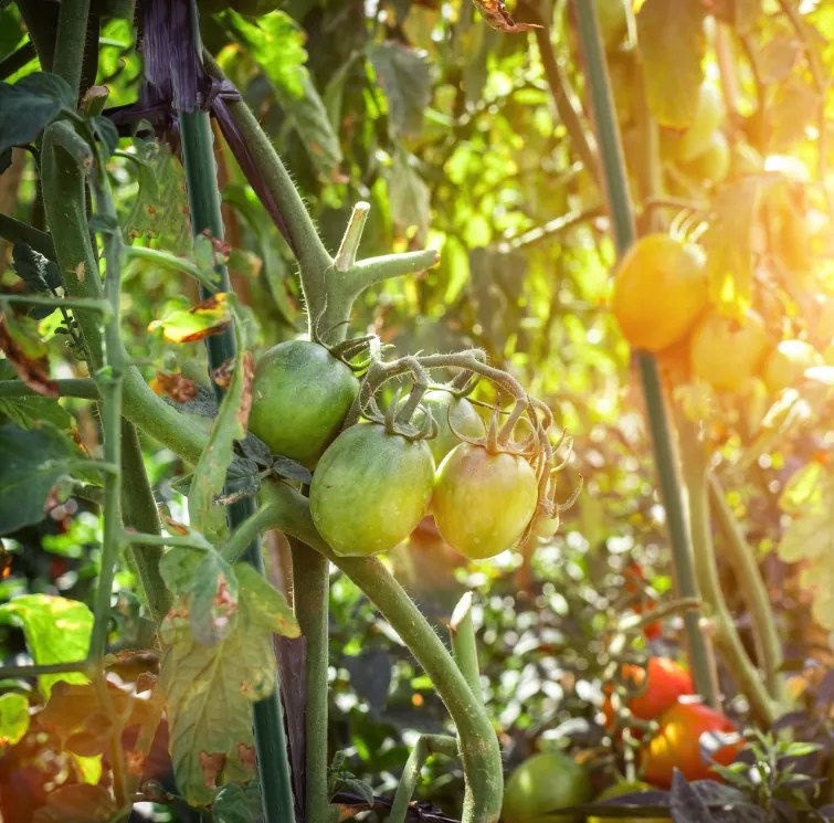 Опорна пръчка за растения 11 мм x 120 см - 1 бр.