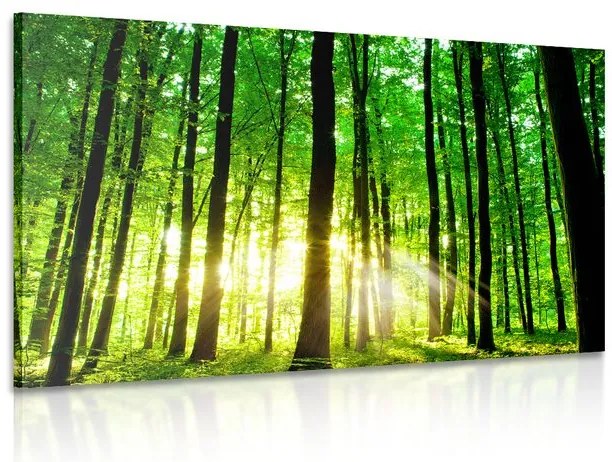 Картина на платно – Свежа зелена гора