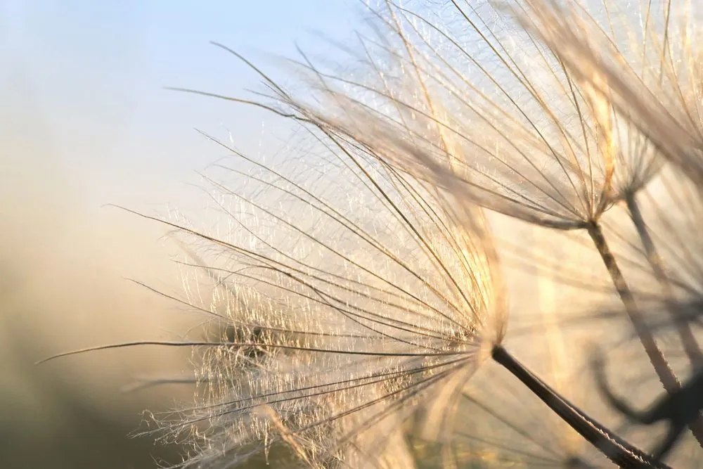 Картина на платно – Глухарче на поле при изгрев