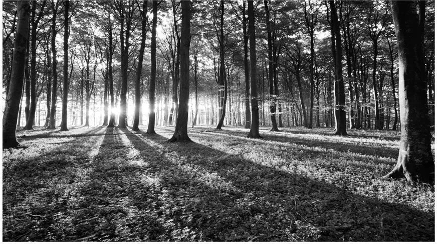 Самозалепващ се фототапет - Gray Wilderness II