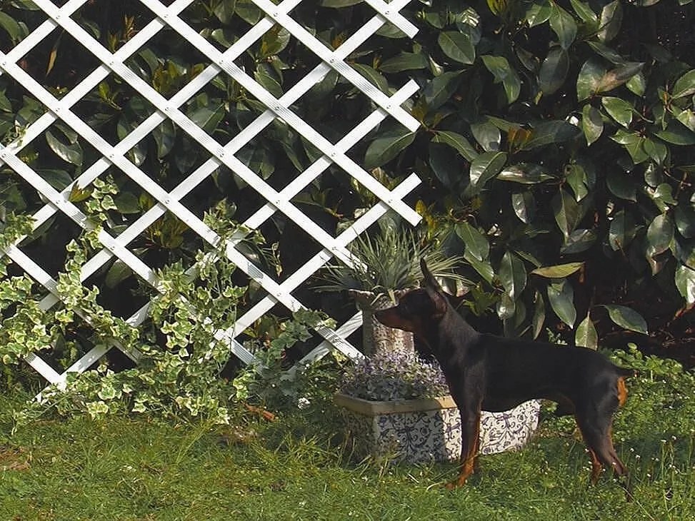 Nortene - Пластмасова пергола Trelliflex - 1 х 2 Метра - бял