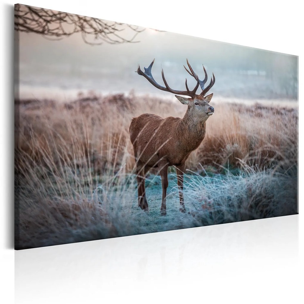 Печат върху платно - Диво животно 90х60