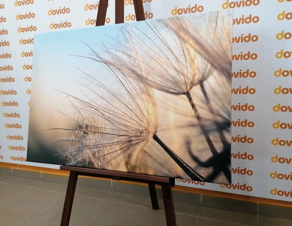 Картина на платно – Глухарче на поле при изгрев