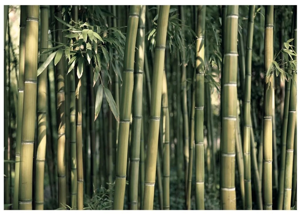 тапети - Bamboo Exotic 400x280