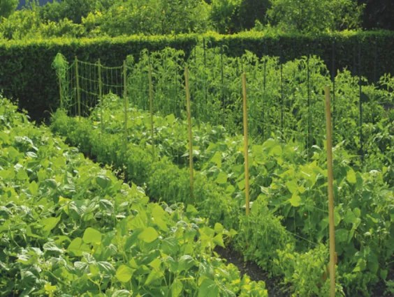 Nortene - Мрежа за краставици BOP71/10C (U-170/10) 1.7 х 10м