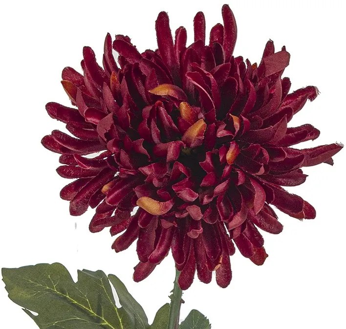 Декоративен Chrysanthemum-Ekrou  (12 τεμάχια)