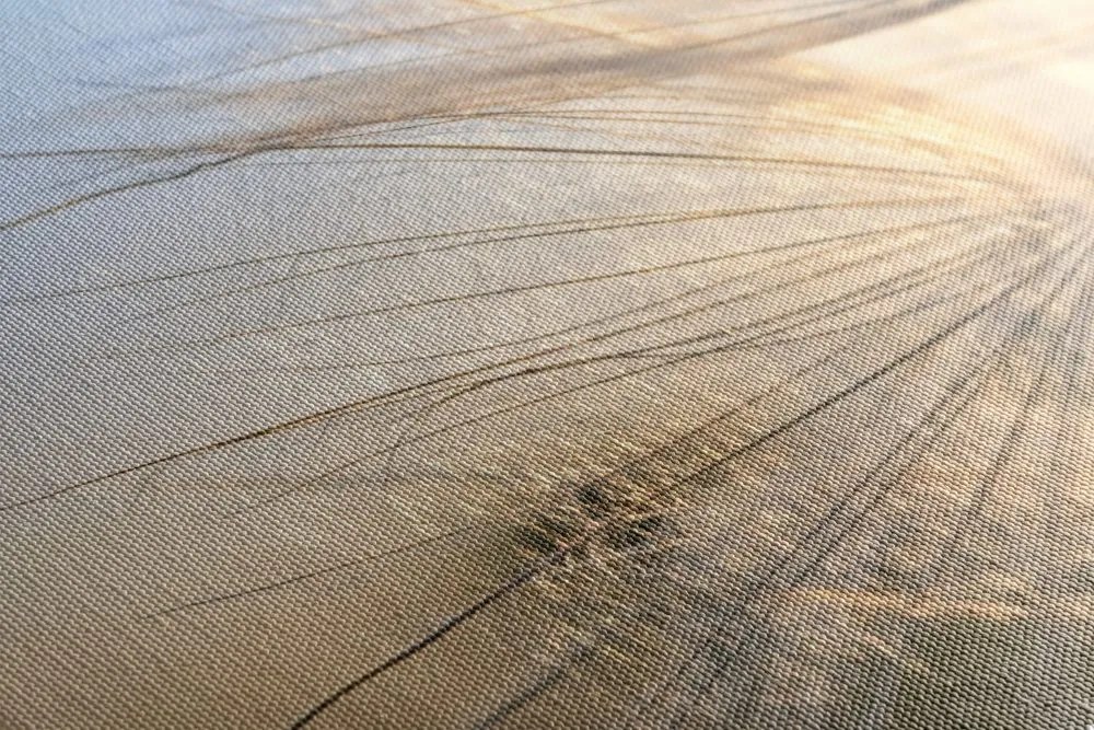 Картина на платно – Глухарче на поле при изгрев