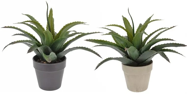 Растение Aloe  (2 τεμάχια)