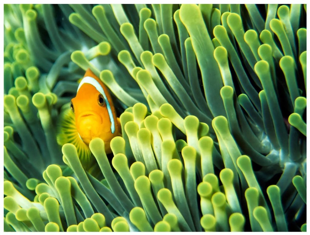 тапети - Anemonefish 200x154