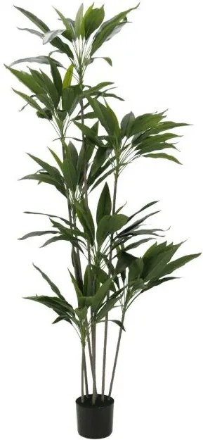 Декоративно растение Velvet Tree в саксия-120