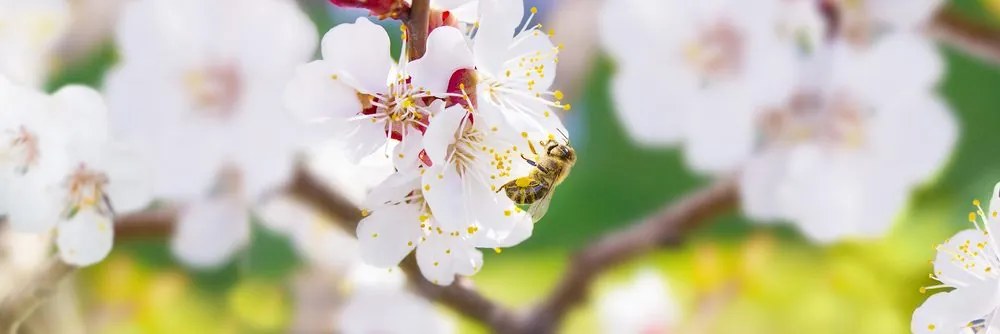 Картина на платно – Цветове на дърво през пролетта