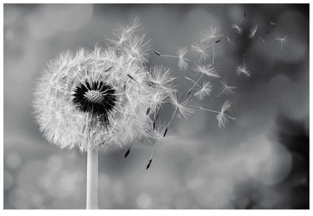 Фототапет – Магическо черно-бяло глухарче