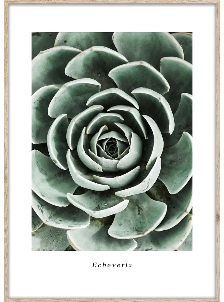 Плакат в рамка 50x70 cm Echeveria - Styler