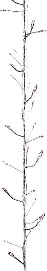 LED гирлянд за вътрешна употреба NANO 100xLED/3xAA 2,9m розов