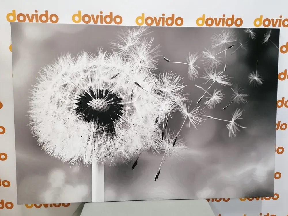 Картина на платно – Магическо глухарче в черно-бяло изпълнение