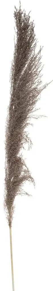 Изкуствено растение atmosphera Natural Pampa, 110см, 3бр, Кафяв