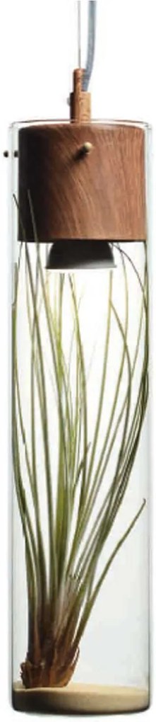 Полилей Kinto