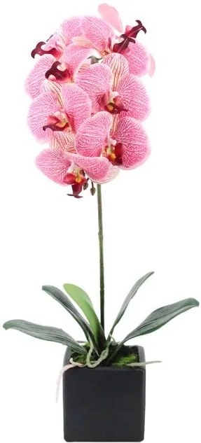 Декоративно цвете Орхидея в саксия-Розова