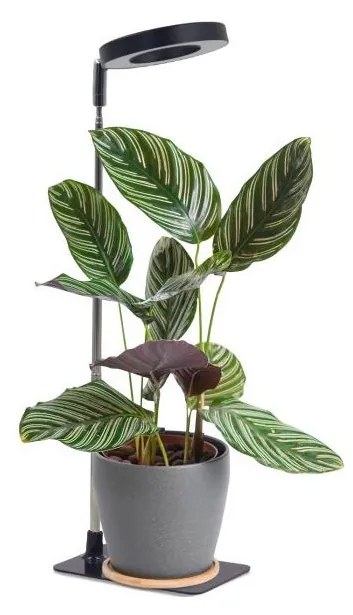 LED димираща настолна лампа за отглеждане на растения VERDI LED/5W/5V 1300K черна