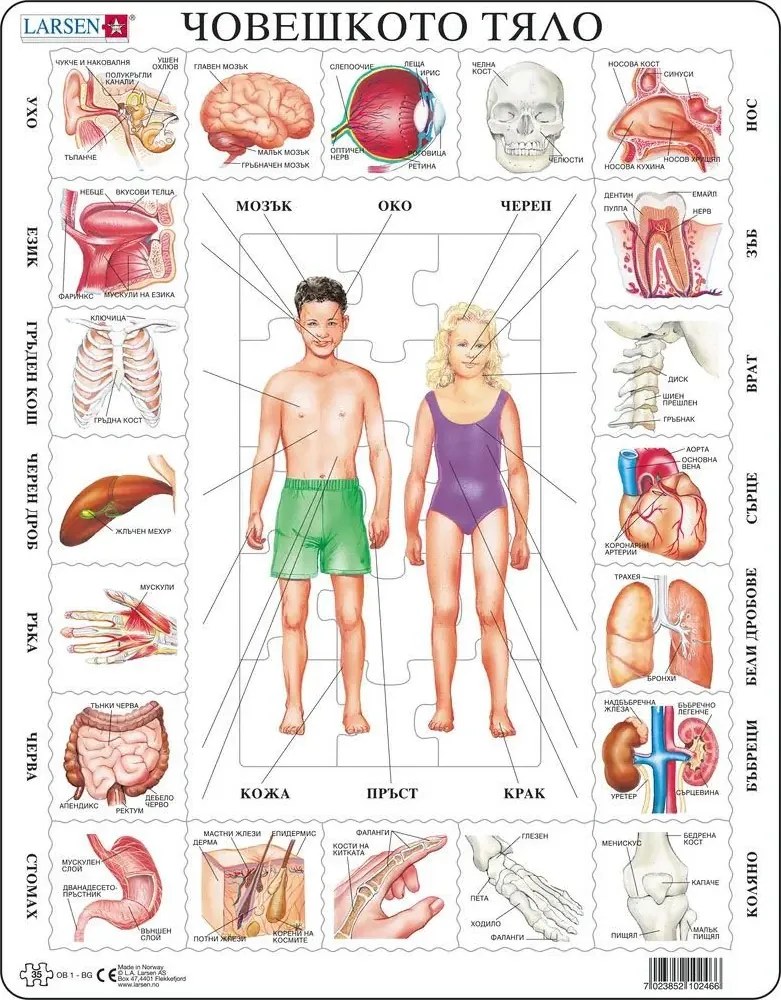 Larsen - Пъзел: Образователен – "Части на тялото" – 35 части, голям