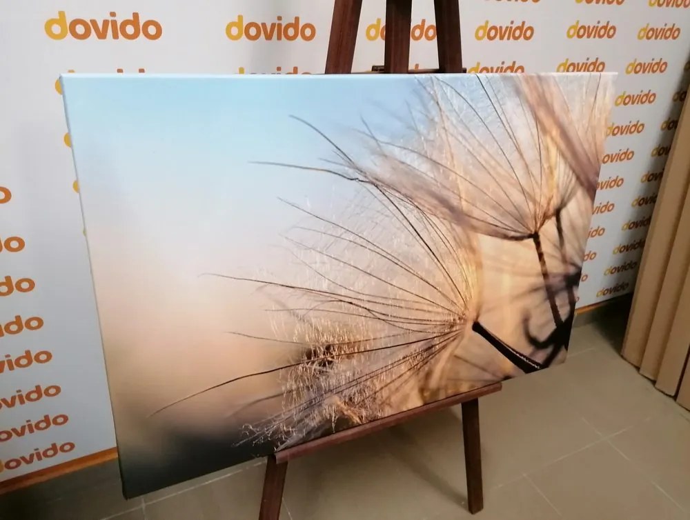 Картина на платно – Глухарче на поле при изгрев