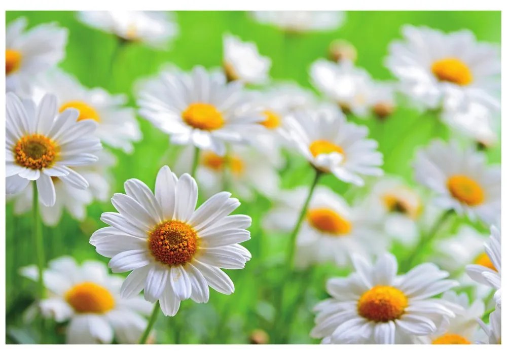 Фототапет – Пролетна ливада с цветя