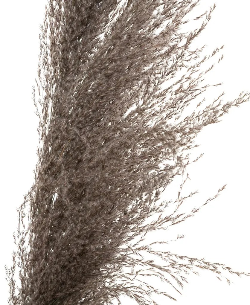 Изкуствено растение atmosphera Natural Pampa, 110см, 3бр, Кафяв