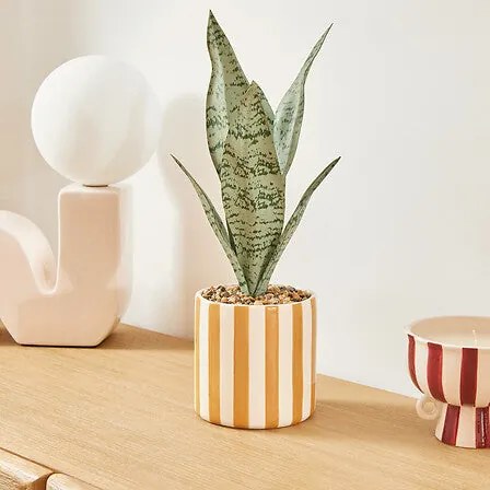 Изкуствено растение atmosphera Sansevieria Chéri, 38 cm