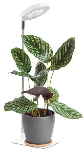 LED димируема настолна лампа за отглеждане на растения VERDI LED/5W/5V 1300K бяла