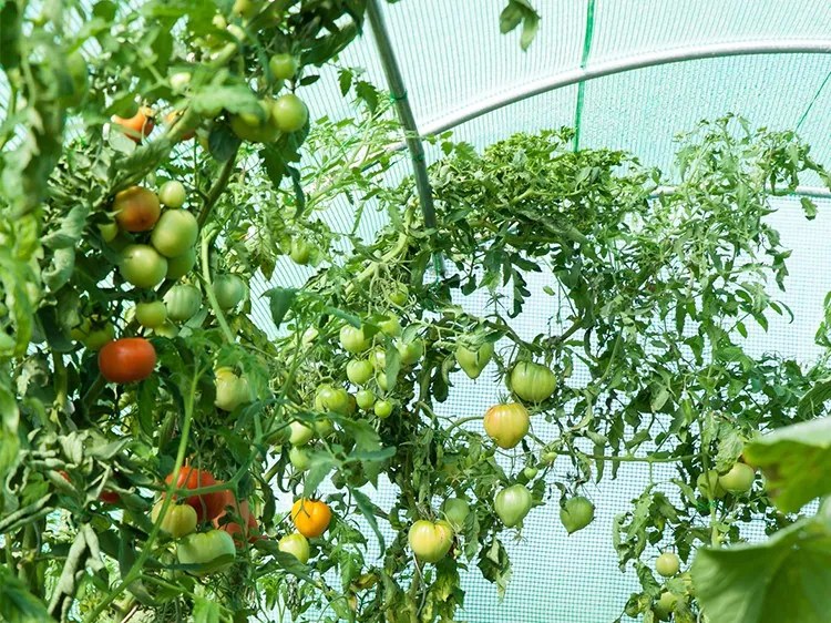 Фолио без конструкция за градинска оранжерия 2x3,5м