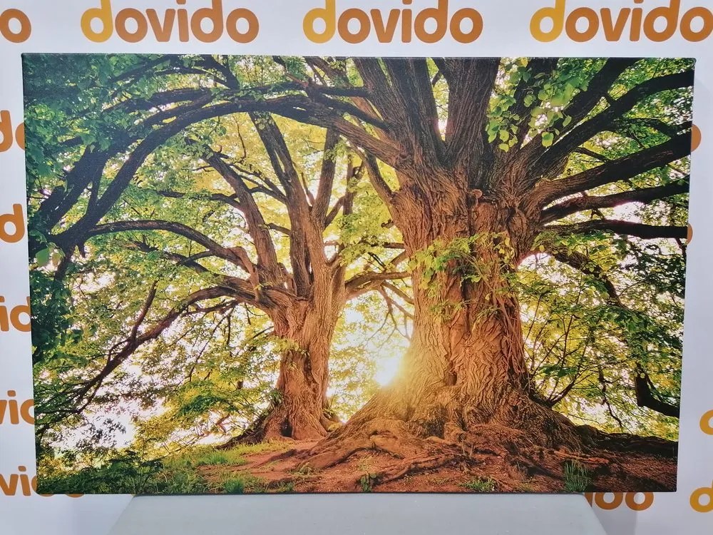 Картина на платно – Величествени дървета