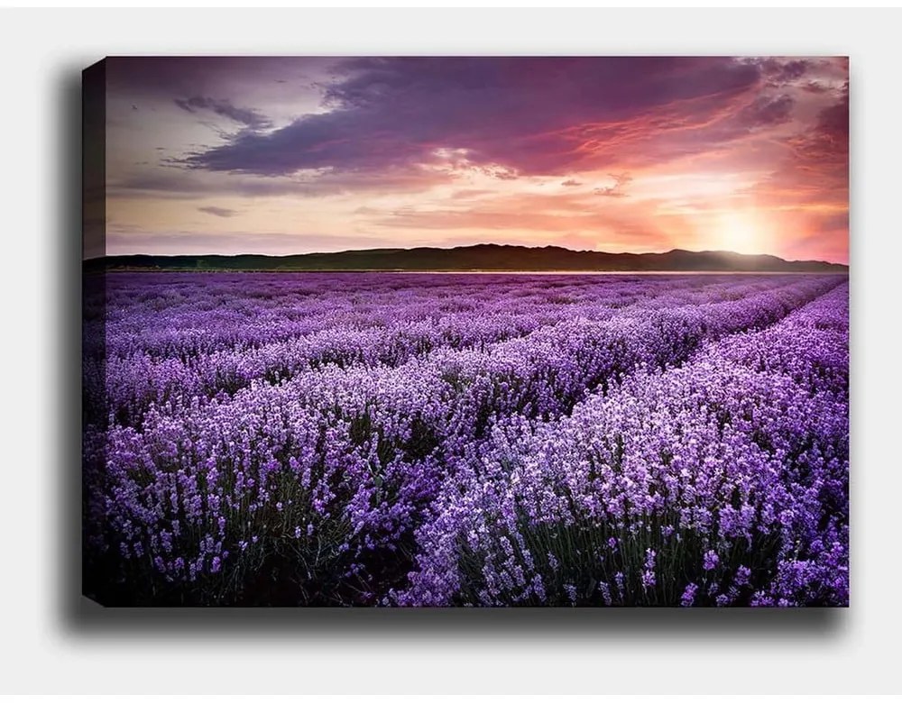 Живопис 100x70 cm Lavender Field - Wallity