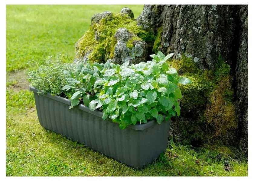 Антрацитно сива самонапояваща се саксия, дължина 80 см Siesta - Plastia